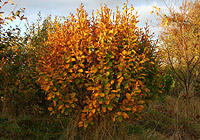 The Arboretum at Oliver Ford Gardens, Durham, North East England